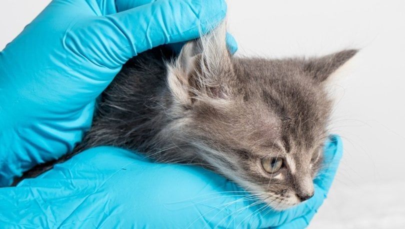 Kedilerde Mantar Hastalığı Nedir?