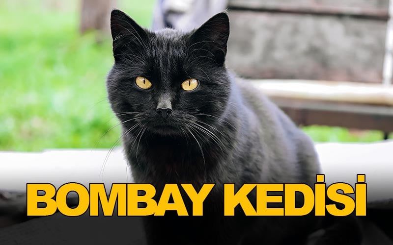 Bombay Kedi Nedir? Özellikleri Nelerdir?