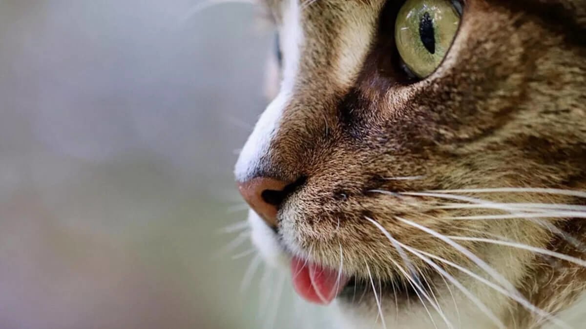 Kedilerde İshal Neden Olur ? Belirtileri ve Tedavi Yöntemleri