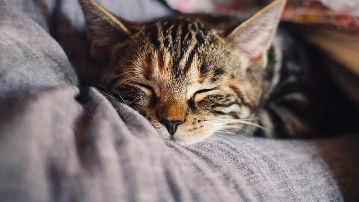 Kediler Uyurken Neden Titrer?