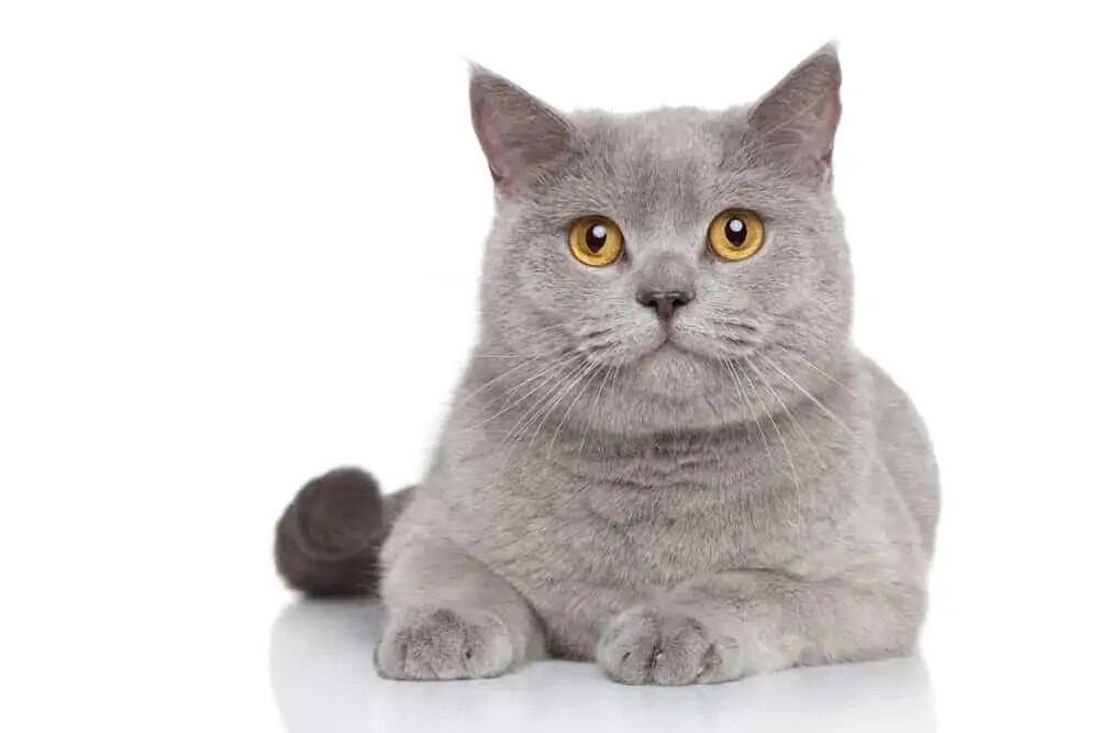 British Shorthair Kedi Cinsi ve Özellikleri