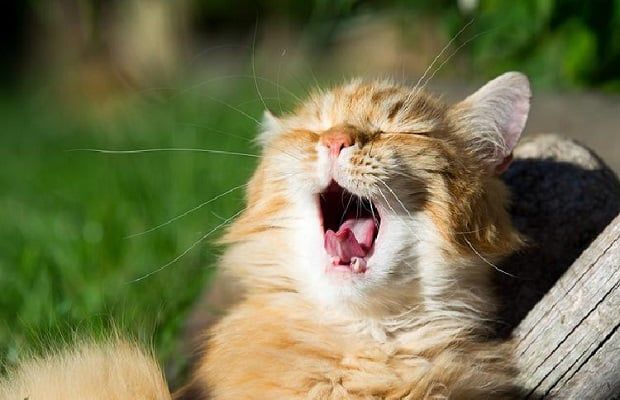 Kedi Sesleri ve Anlamları Nelerdir?