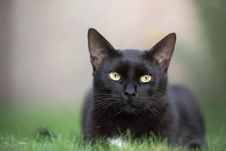 Siyah Kedi Cinsleri Nelerdir?