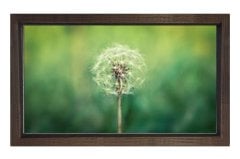 Karahindiba Çiçek Tablosu Kahverengi Ahşap Çerçeve - 50x90