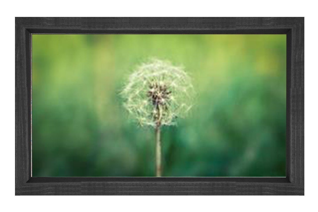 Karahindiba Çiçek Tablosu Siyah Ahşap Çerçeve - 40x60