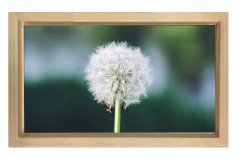 Karahindiba Tablosu Naturel Ahşap Çerçeve - 70x100