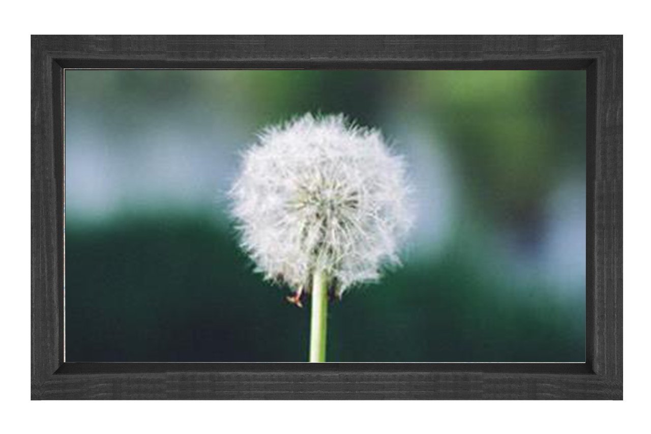 Karahindiba Tablosu Siyah Ahşap Çerçeve - 40x60