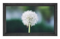 Karahindiba Tablosu Siyah Ahşap Çerçeve - 40x60