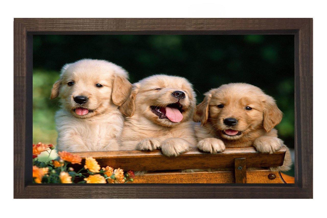 Köpekler Tablosu