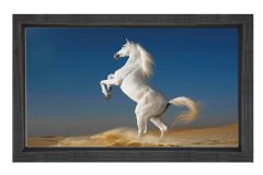 Şaha Kalkan Beyaz At Tablosu Siyah Ahşap Çerçeve - 100x150