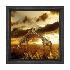 Zürafalar Tablosu Siyah Ahşap Çerçeve - 40x40