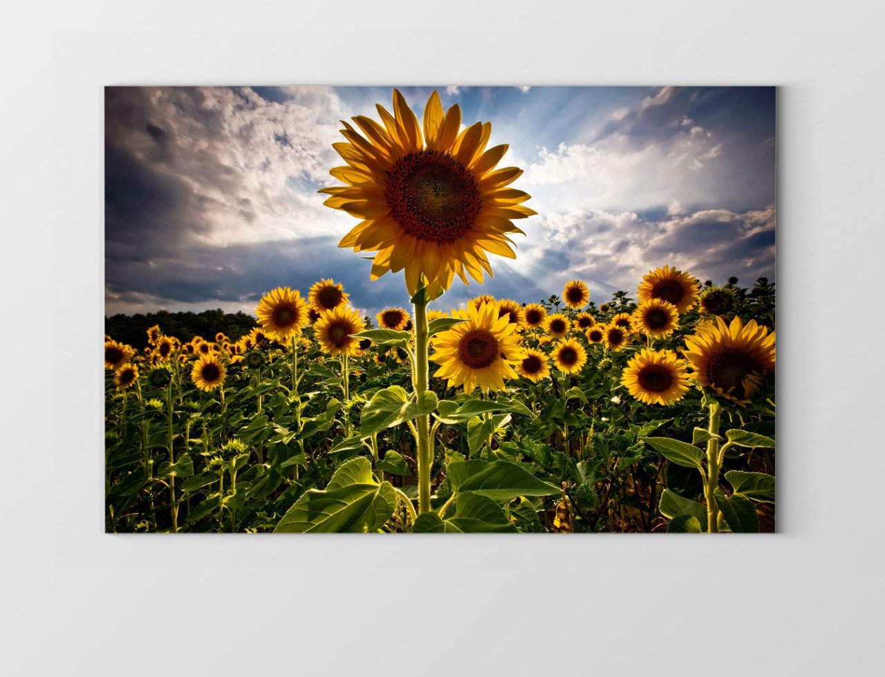 Ayçiçeği Tarlası Tablosu Çerçevesiz - 100x200