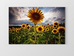 Ayçiçeği Tarlası Tablosu Çerçevesiz - 100x200