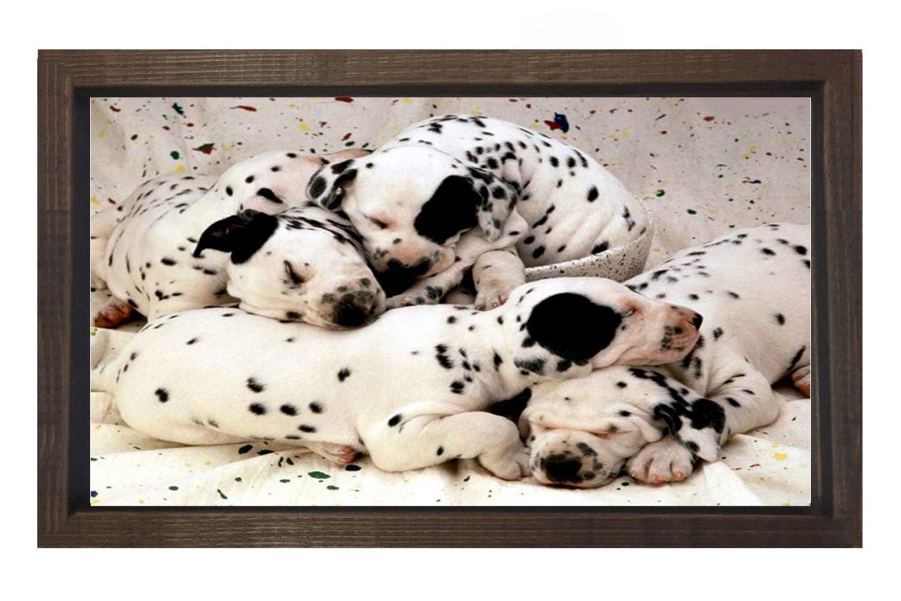 Köpekler Tablosu