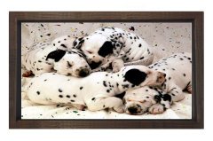 Köpekler Tablosu