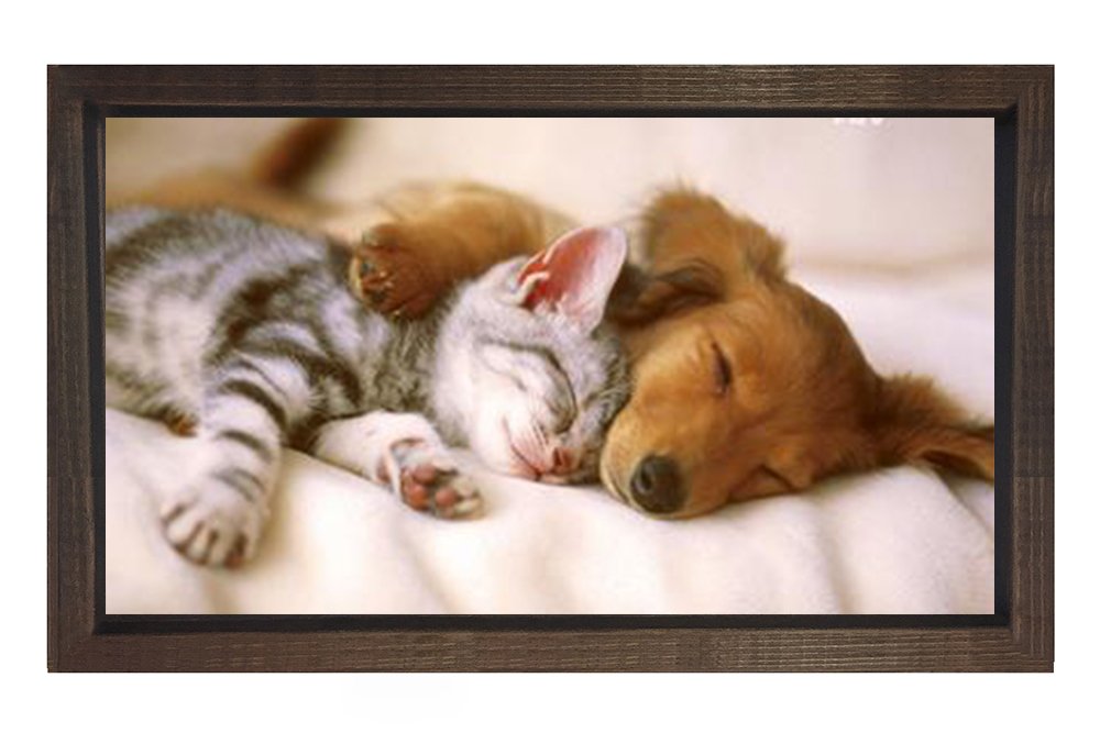 Kedi Ve Köpek Tablosu