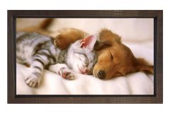 Kedi Ve Köpek Tablosu