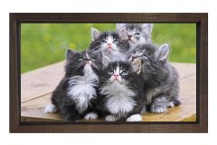 Kedi Ailesi Tablosu