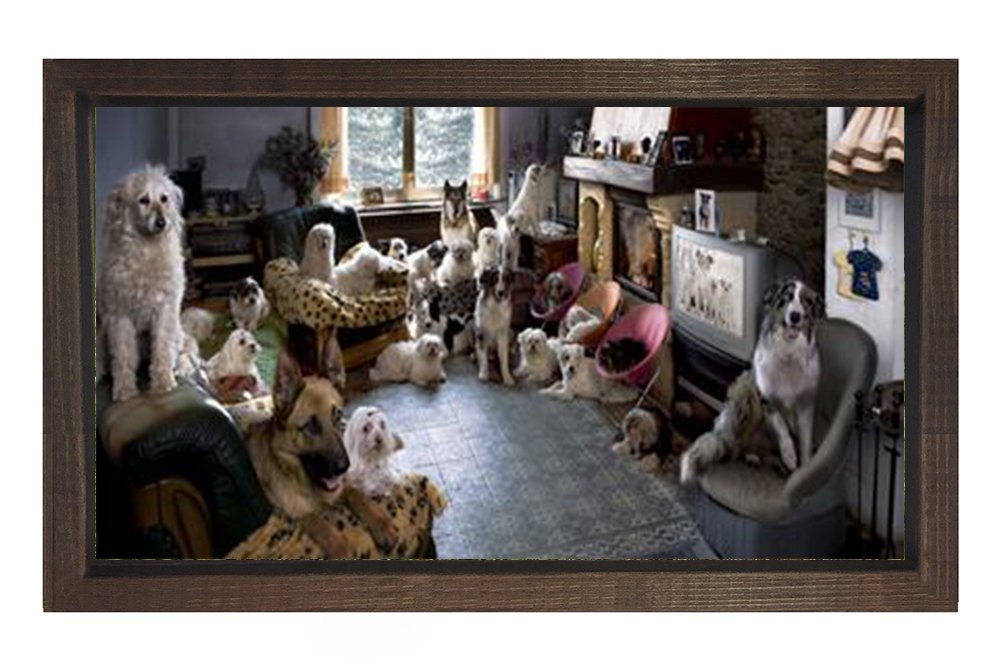 Köpekler Tablosu