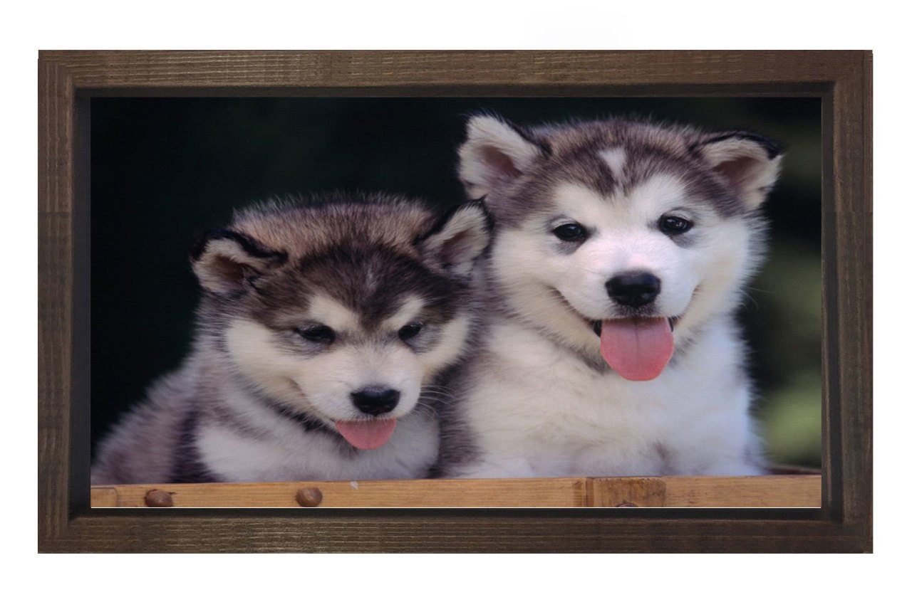 Kurt Köpekleri Tablosu