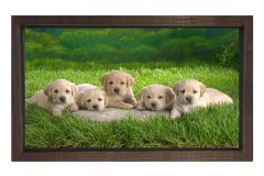 Sevimli Köpekler Tablosu