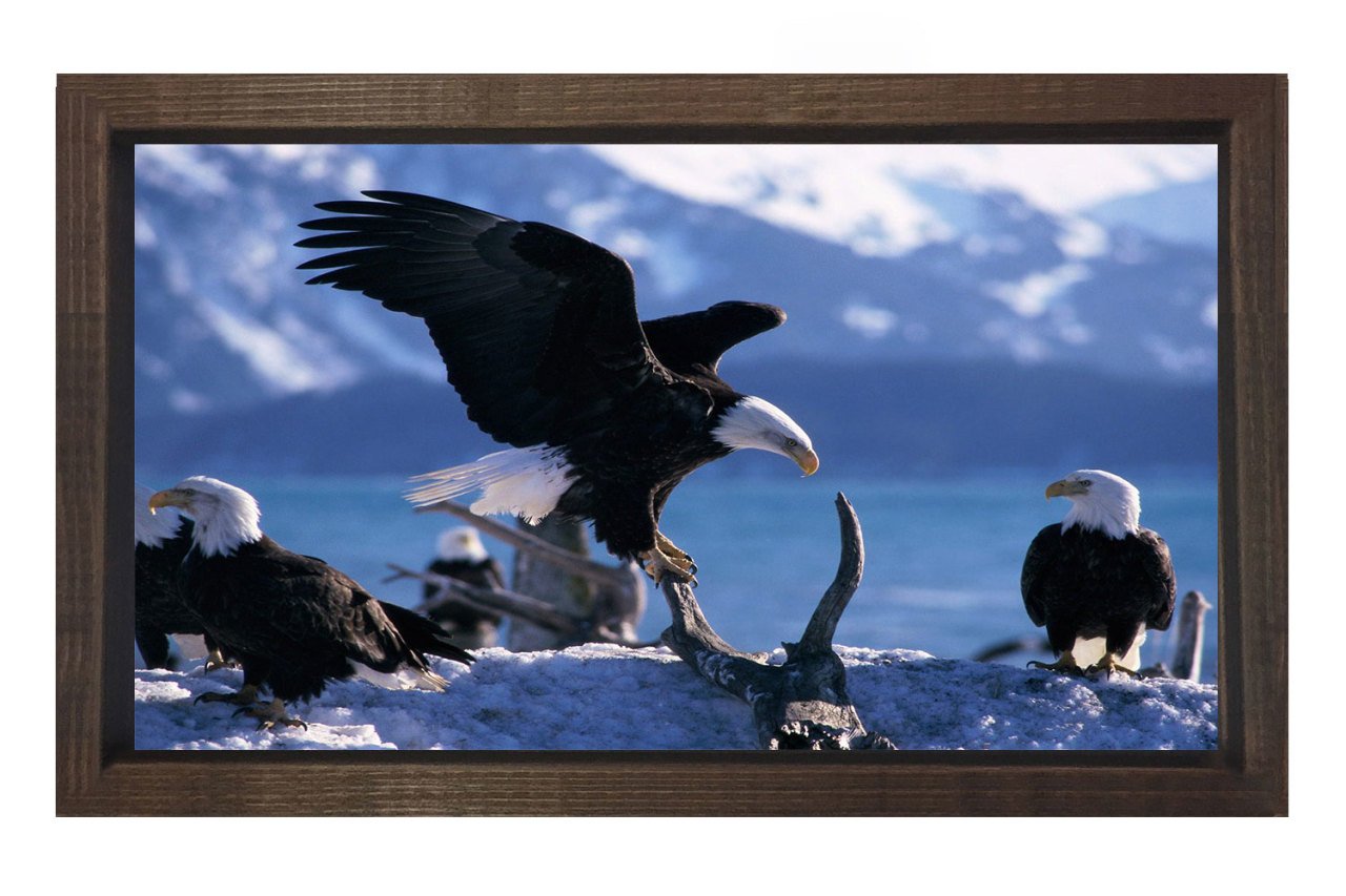 Kartal Ailesi Tablosu