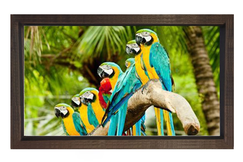 Papağanlar Tablosu Kahverengi Ahşap Çerçeve - 70x100