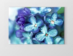 Mavi Menekşe Çiçekleri Tablosu Çerçevesiz - 45x30