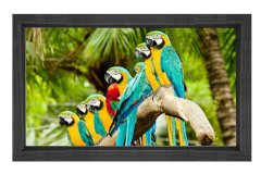 Papağanlar Tablosu Siyah Ahşap Çerçeve - 40x60