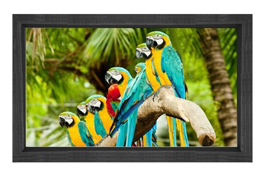 Papağanlar Tablosu Siyah Ahşap Çerçeve - 50x70
