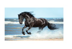 Siyah at Tablosu Çerçevesiz - 70x100