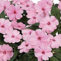 Saksılık Wallerine Baby Pink Bodur Cam Güzeli Çiçeği Tohumu(20 tohum)