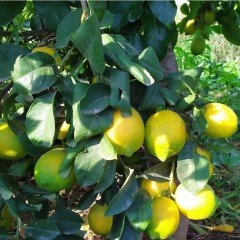 Nadir Bulunan İri Meyveli Uzun Zagara Bianca Limon Fidanı