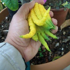 Sınırlı Stok Nadir Budanın Eli (Buddha's hand fruit) Limon Fidanı (100-150 cm)
