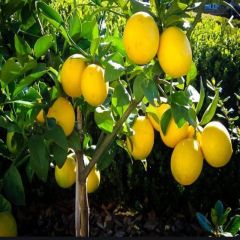 Tüplü Çok Dallı Mayer Limon Fidanı Üzeri Meyveli 4 Yaş 150-200 cm