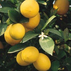 Tüplü Bodur 4-5 Yaşlı Üzeri Meyveli Mayer Limon Fidanı Balkon ve İç Mekan İçin İdeal
