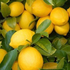 Tüplü Yediveren İri Meyveli Euroka Limon Fidanı