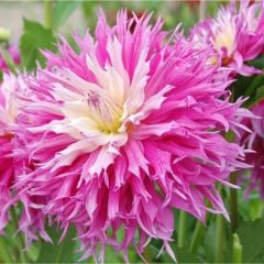 Dev Çiçekli Arica Dahlia Yıldız Çiçeği Yumrusu (1 adet )