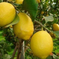 Tüplü Dev Meyveli Extra Jumbo Limon Fidanı