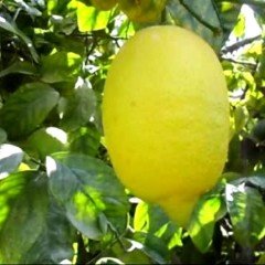 Tüplü Çok Dallı 4 Yaşında Yediveren Enter Limon Fidanı (150-200 cm)
