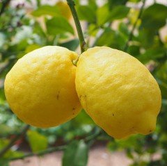 Tüplü Donlara Dayanıklı Yarı Bodur Nadir Kütdiken Limon Fidanı