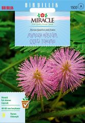 Miracle Mimoza Küstüm Çiçeği Tohumu (144 tohum)