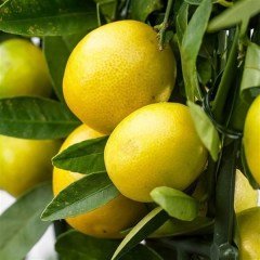 Tüplü Özel Limequat Fidanı