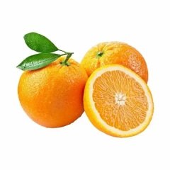 Tüplü Özel Üretim Bol Sulu Şeker Portakalı Fidanı