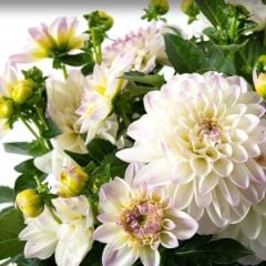 İri Katmerli Çiçekli Power White Lilac Yıldız Dahlia Çiçeği Fidesi (2 adet)