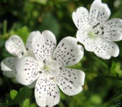 Beyaz Renkli Freck Nemophila Çiçeği Tohumu(20 tohum)