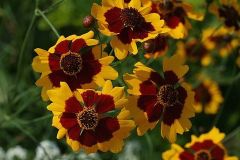 Bodur Kız Gözü Coreopsis Çiçeği Tohumu (100 tohum)