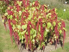 Kırmızı Amaranthus caudatus Çiçeği Tohumu (100 tohum)