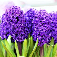 Nadir Çeşit Kokulu Purple Sensation Sümbül Soğanı (3 adet)