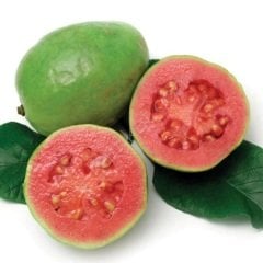 Tüplü Kırmızı Guava Fidanı